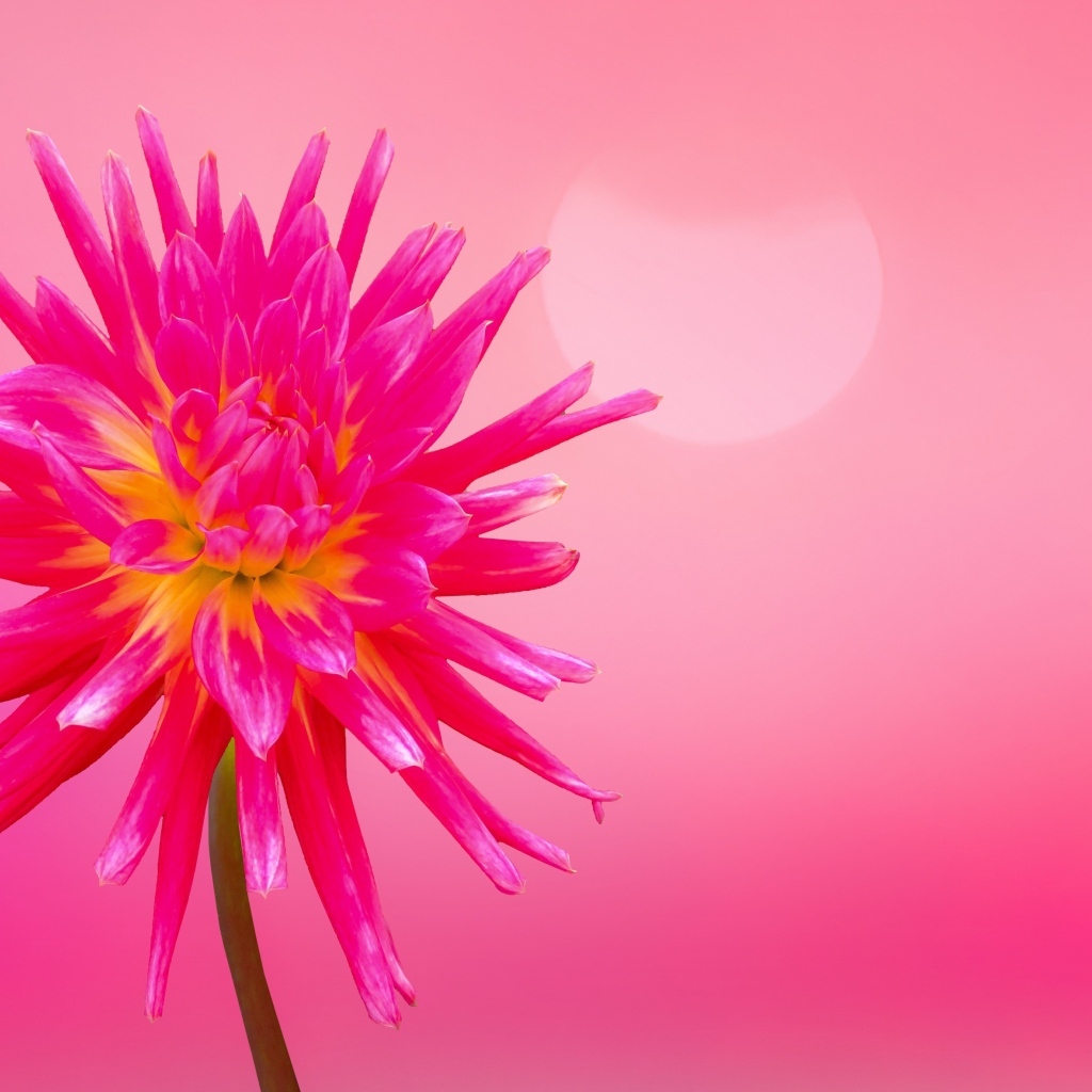 Нежный цветок георгина на розовом фоне