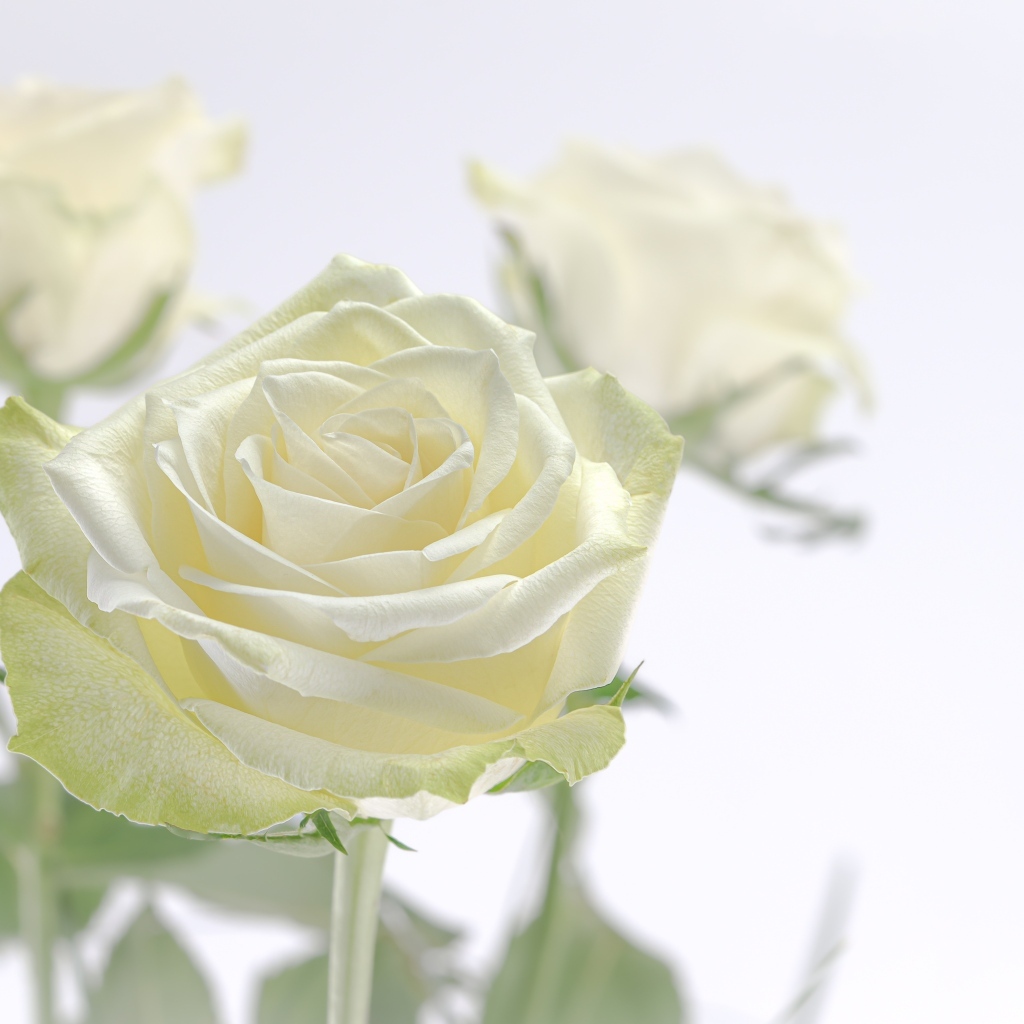 Нежный цветок ароматной белой розы крупным планом