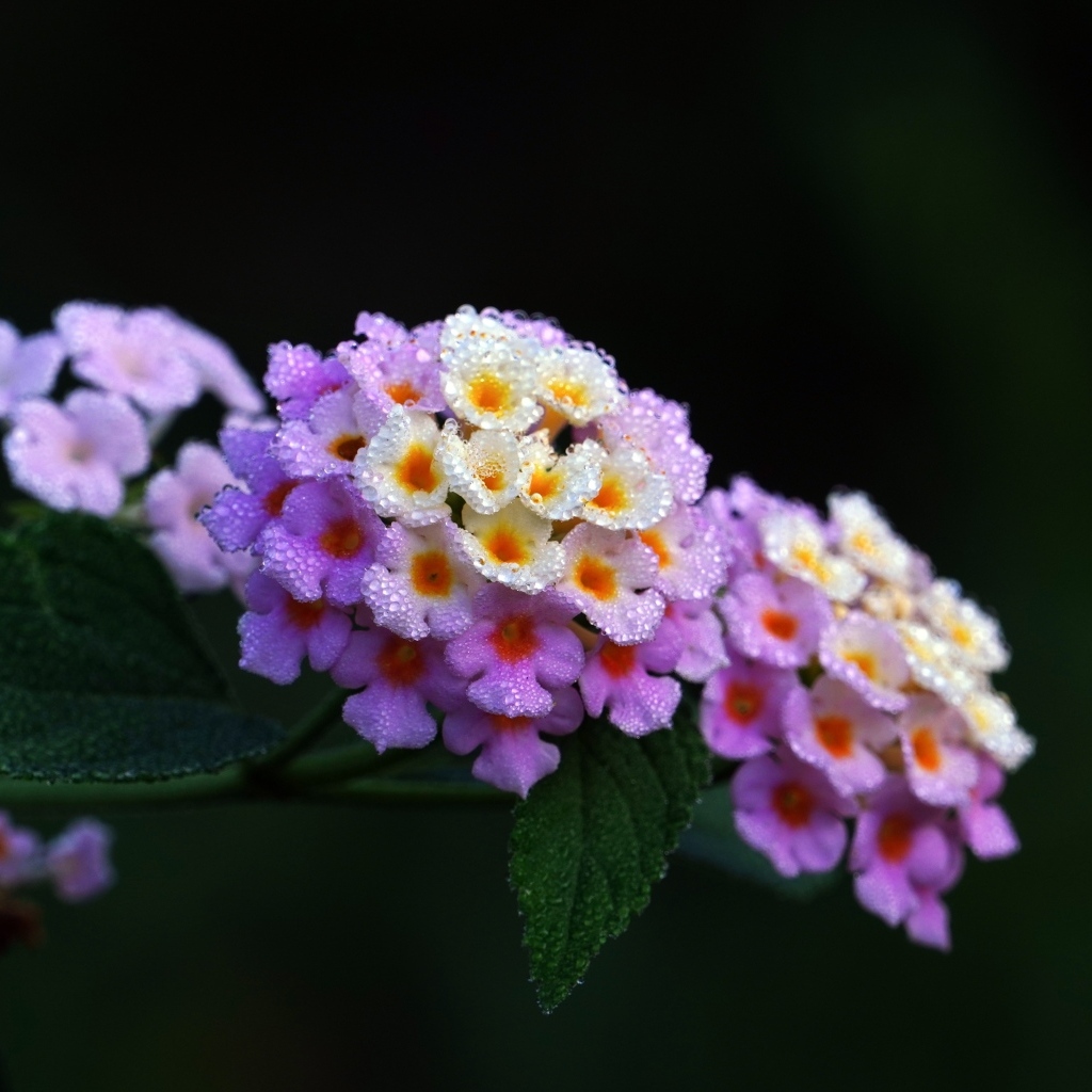 Нежный цветок лантана крупным планом