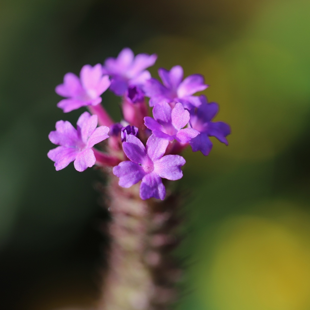 Нежный сиреневый цветок вербена жесткая