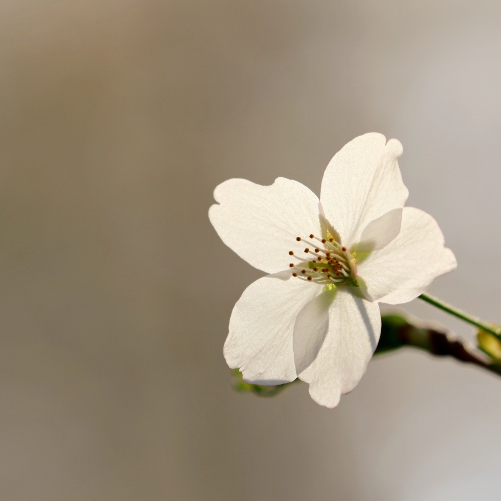 Нежные лепестки весеннего цветка вишни 