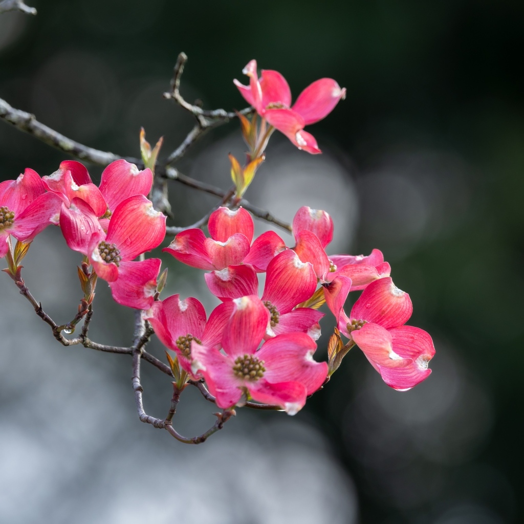 Нежные розовые цветы на ветке крупным планом