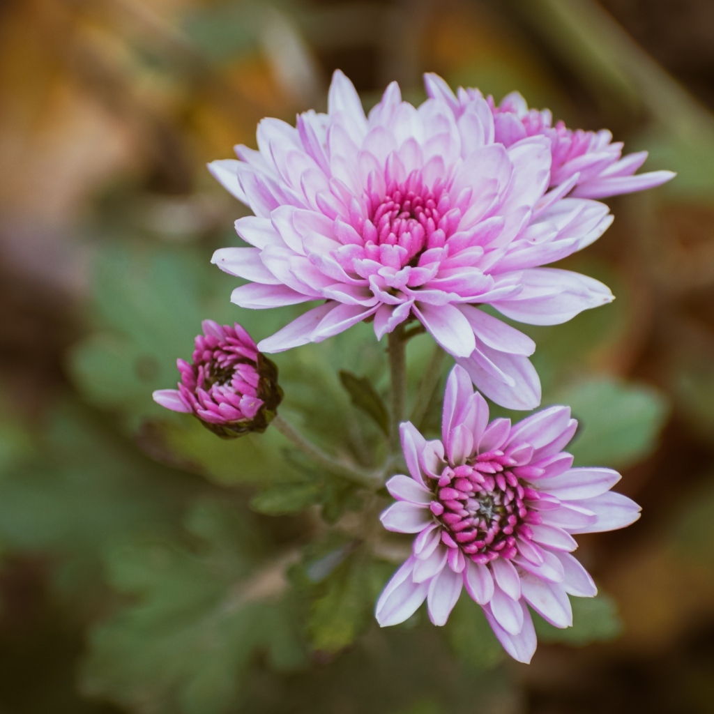 Нежная розовая садовая хризантема