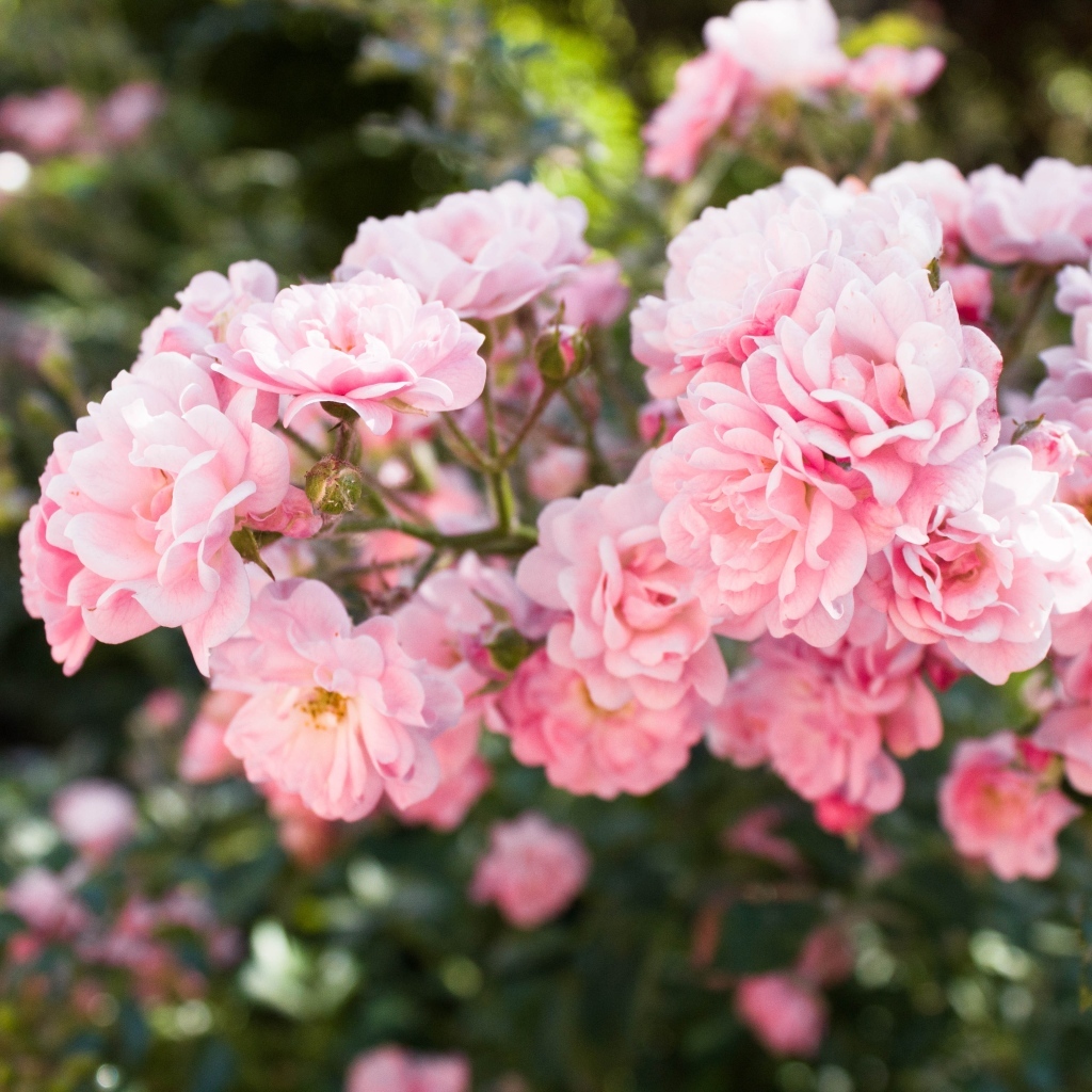 Нежные розовые садовые розы