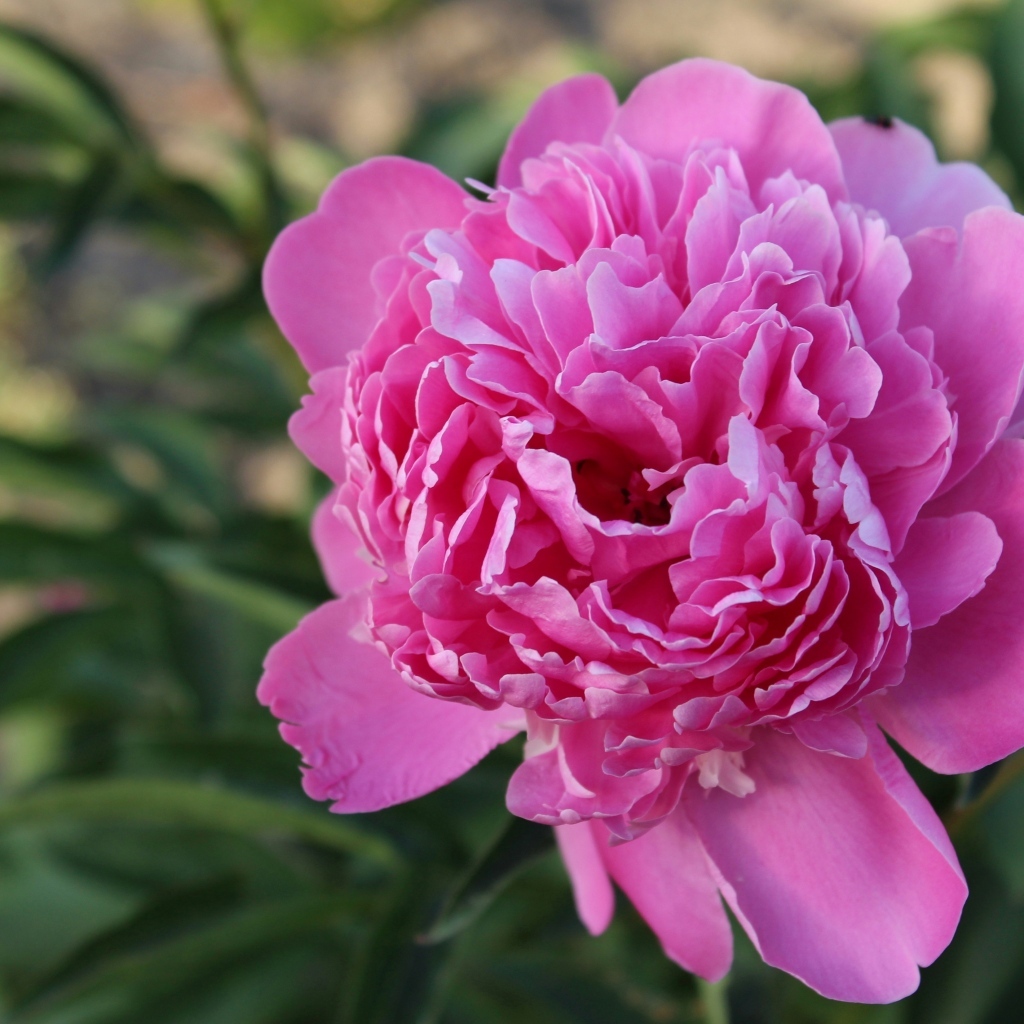 Нежный розовый пион на клумбе