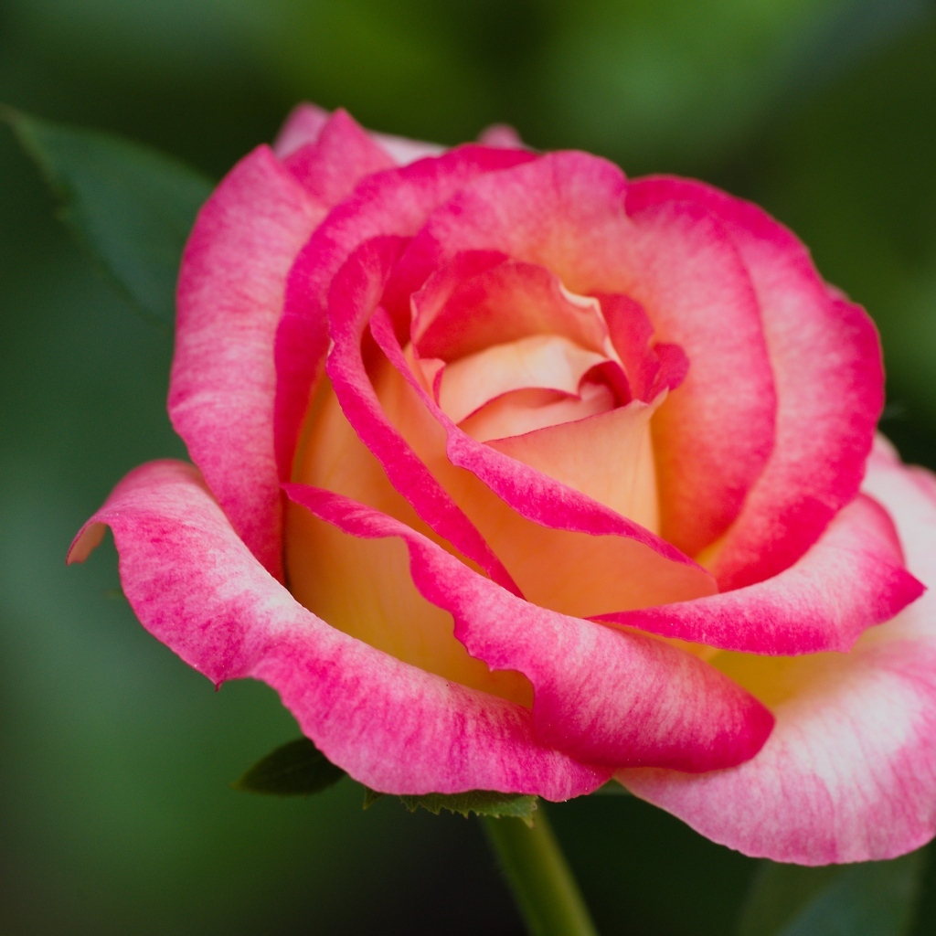 Нежная розовая роза крупным планом