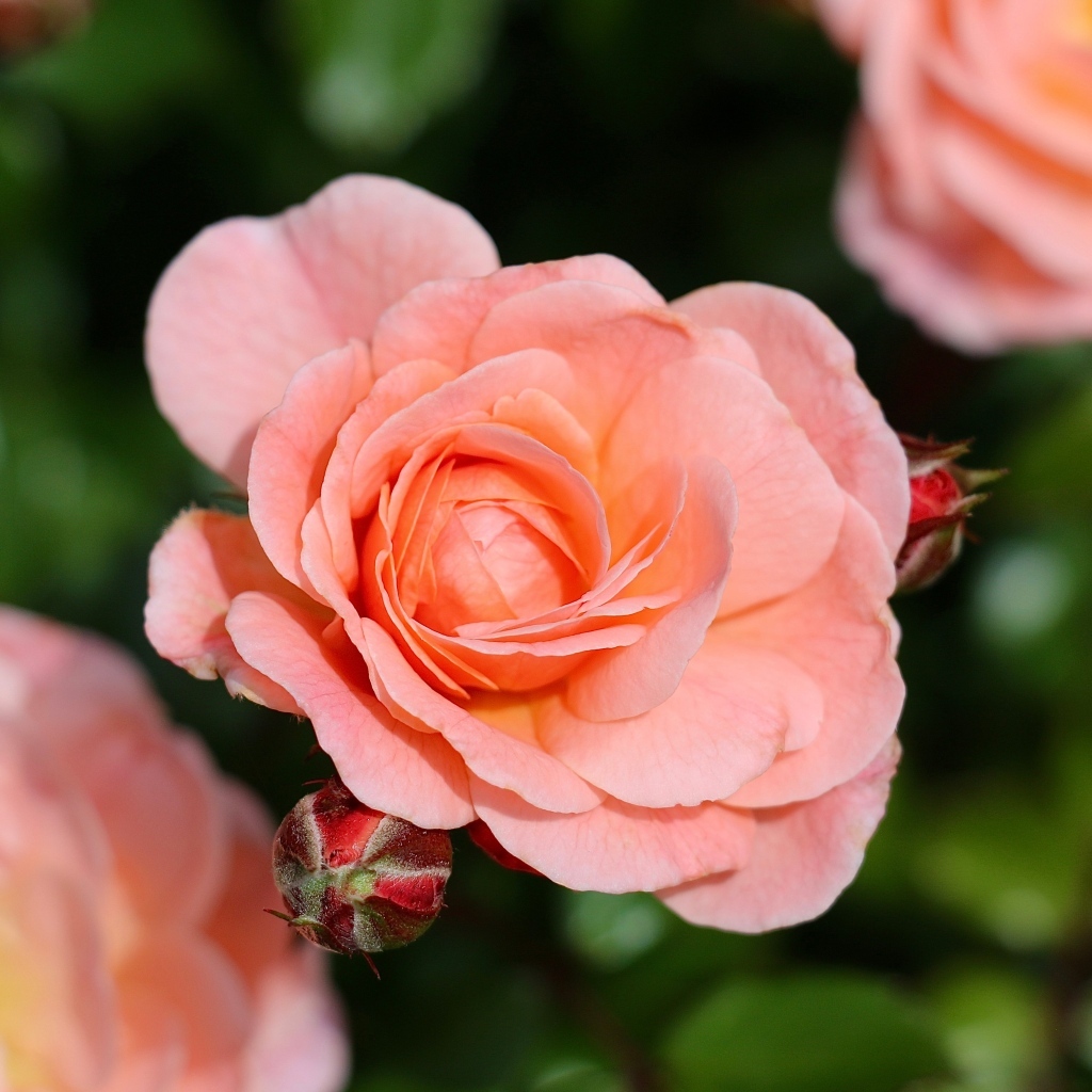 Нежная розовая роза с бутонами на клумбе