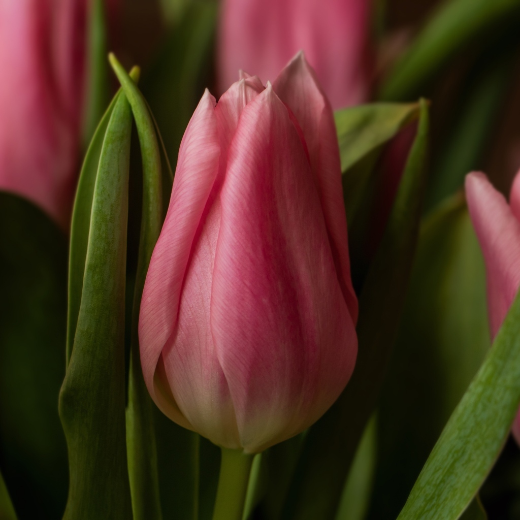 Нежные розовые весенние тюльпаны крупным планом