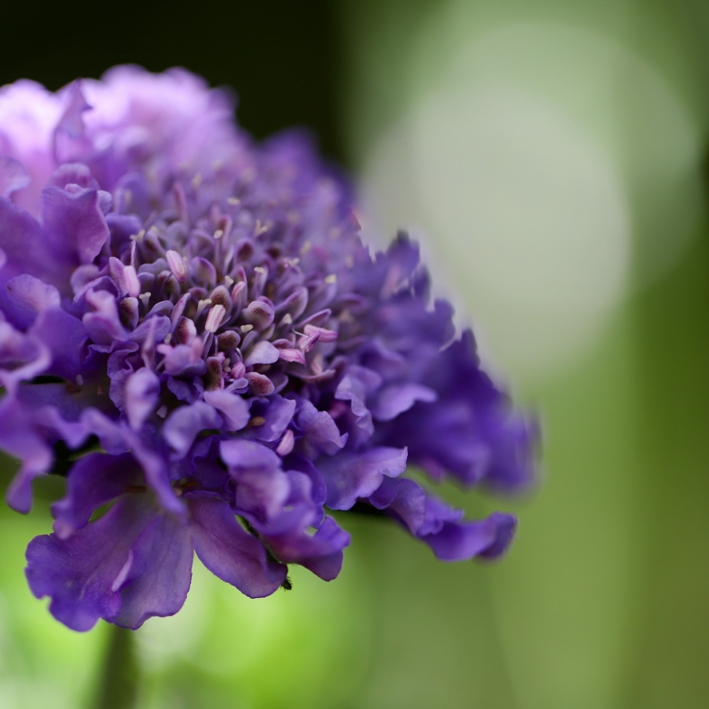 Нежный фиолетовый цветок люцида