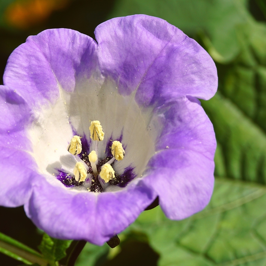 Нежный фиолетовый цветок физалодес крупным планом