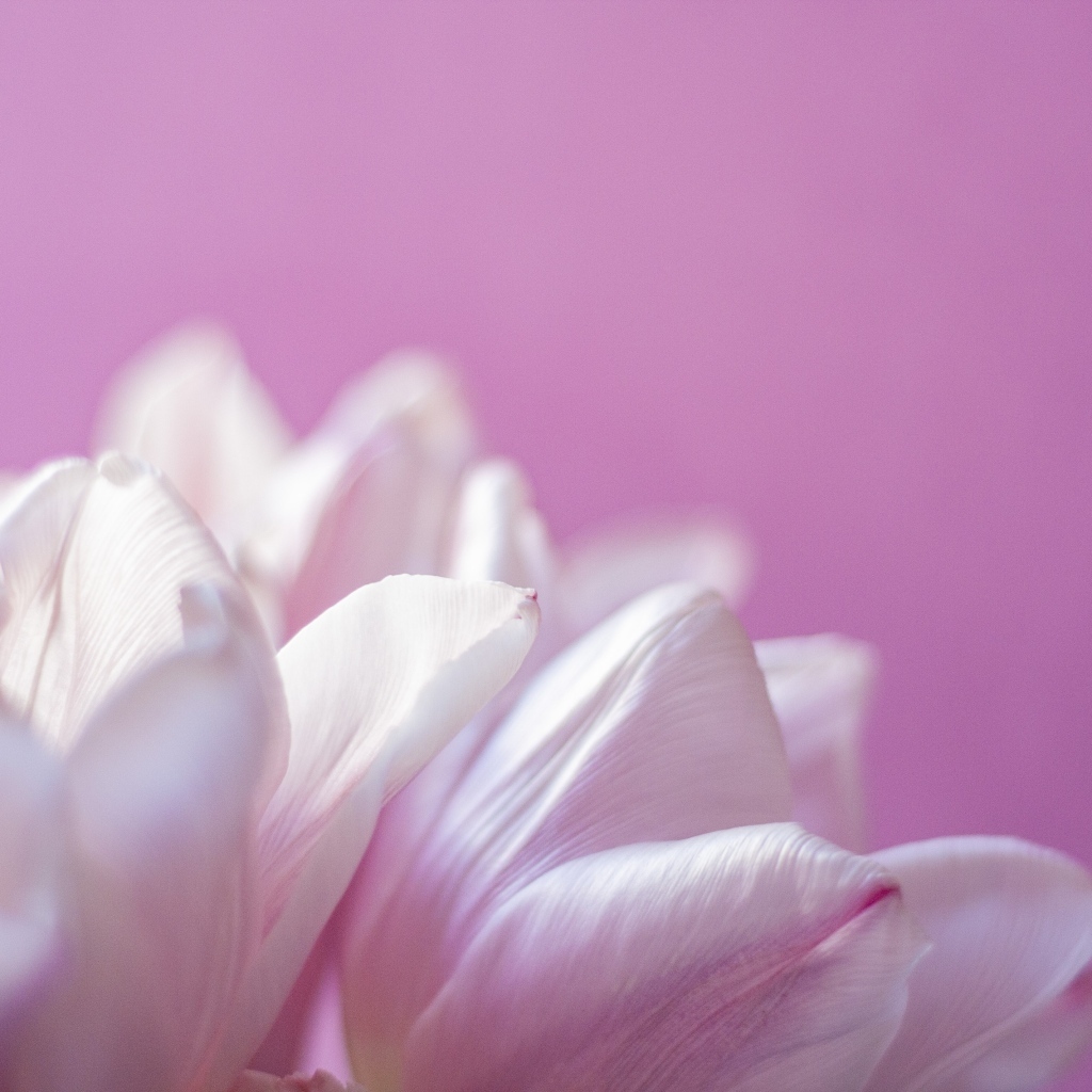 Нежные лепестки тюльпана на розовом фоне