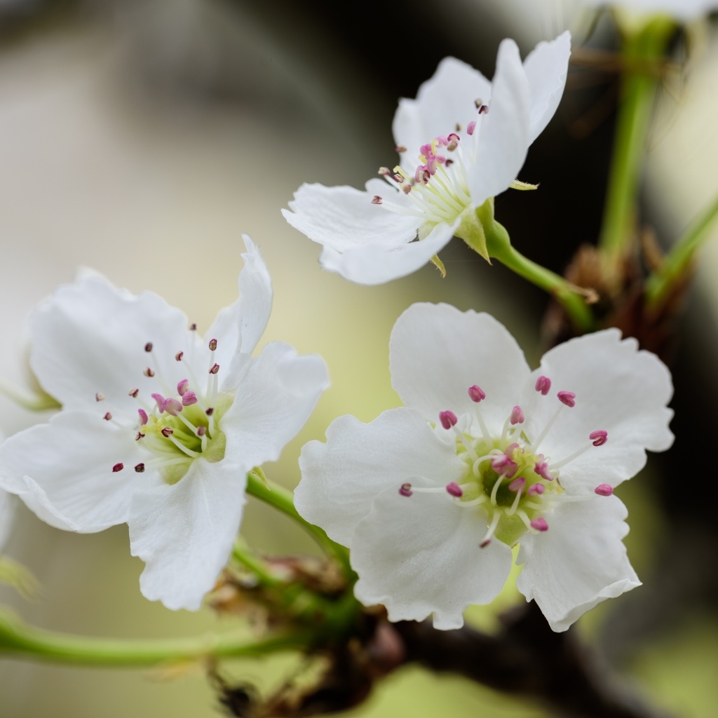 Нежные белые цветы вишни на ветках весной