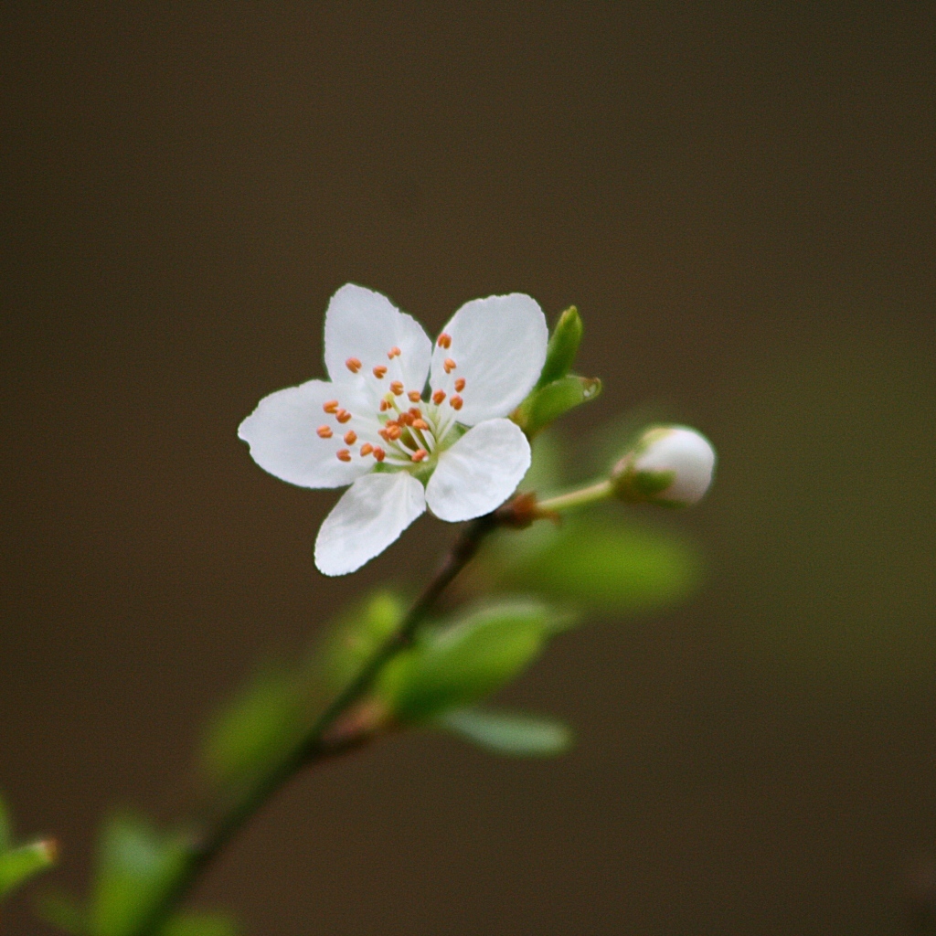 Нежный белый цветок на ветке вишни 