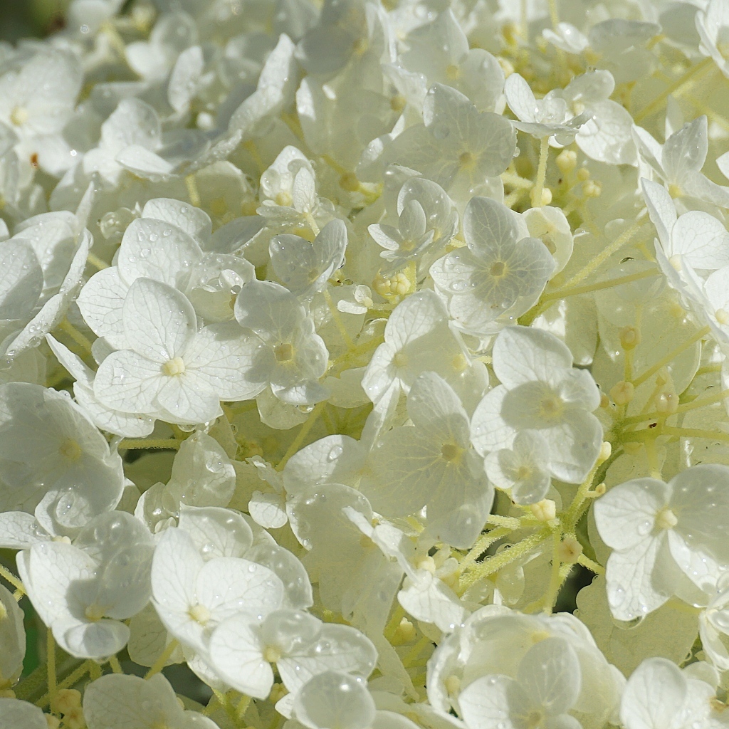 Нежный белый цветок гортензии в каплях росы