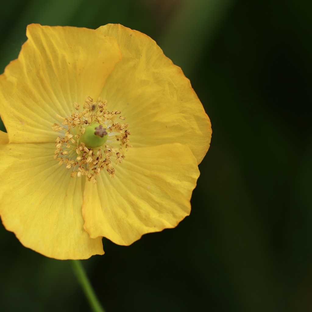 Нежный желтый цветок эшшольция крупным планом