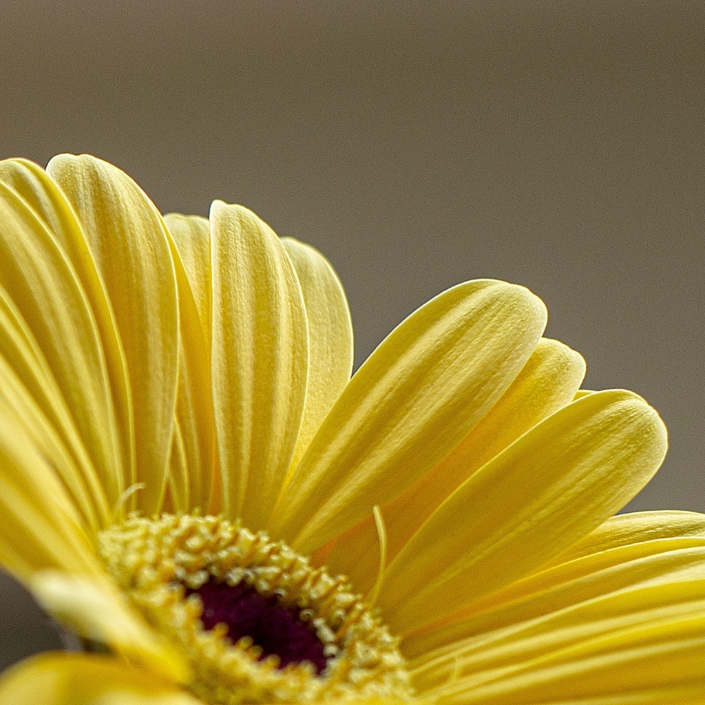 Нежные желтые лепестки герберы