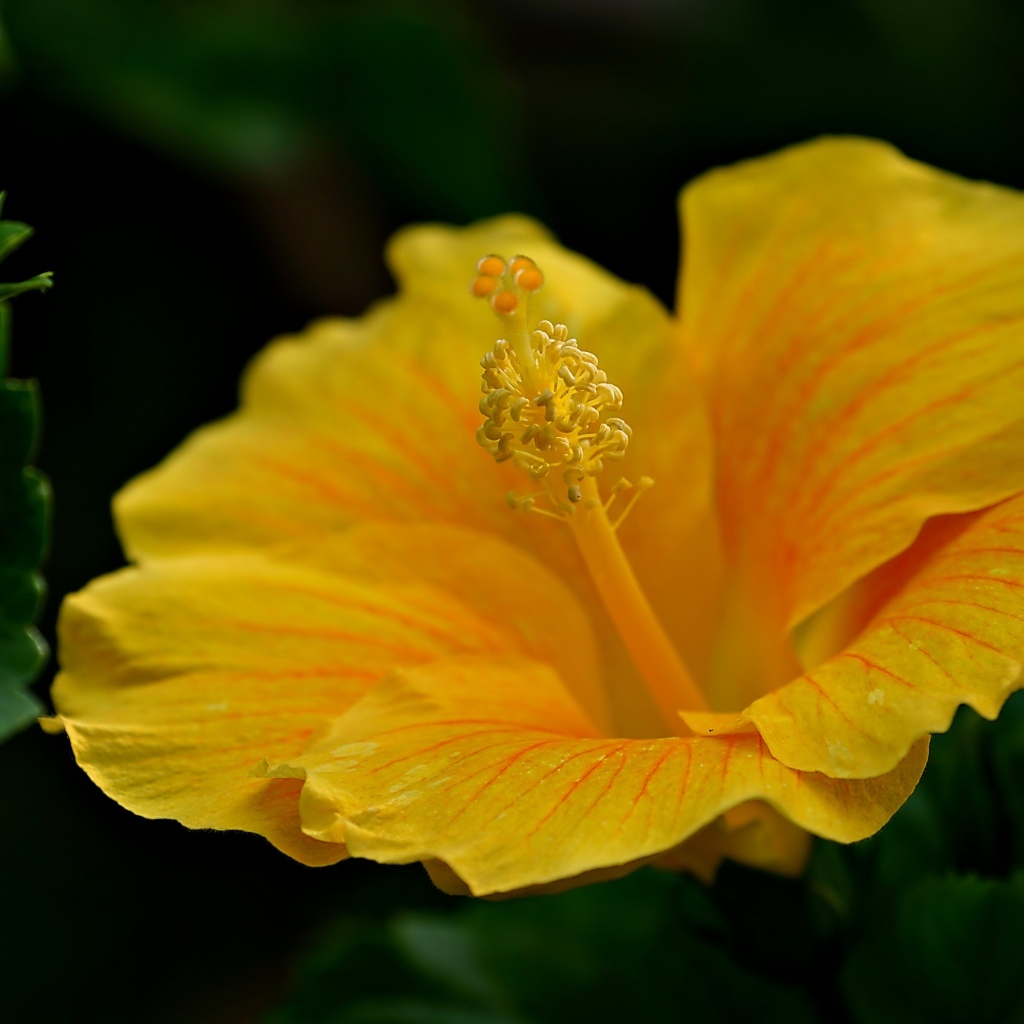 Нежный желтый цветок гибискуса крупным планом