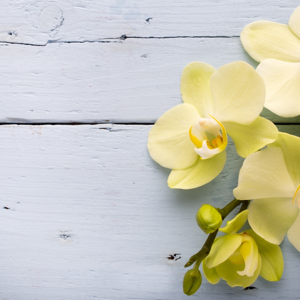 Нежные желтые орхидеи на сером фоне