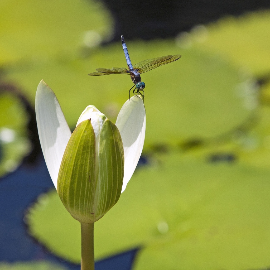 Стрекоза сидит на белом цветке водяной лилии