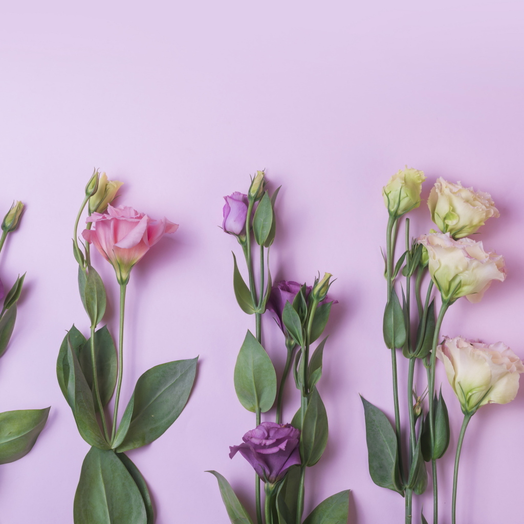 Цветы эустомы на розовом фоне