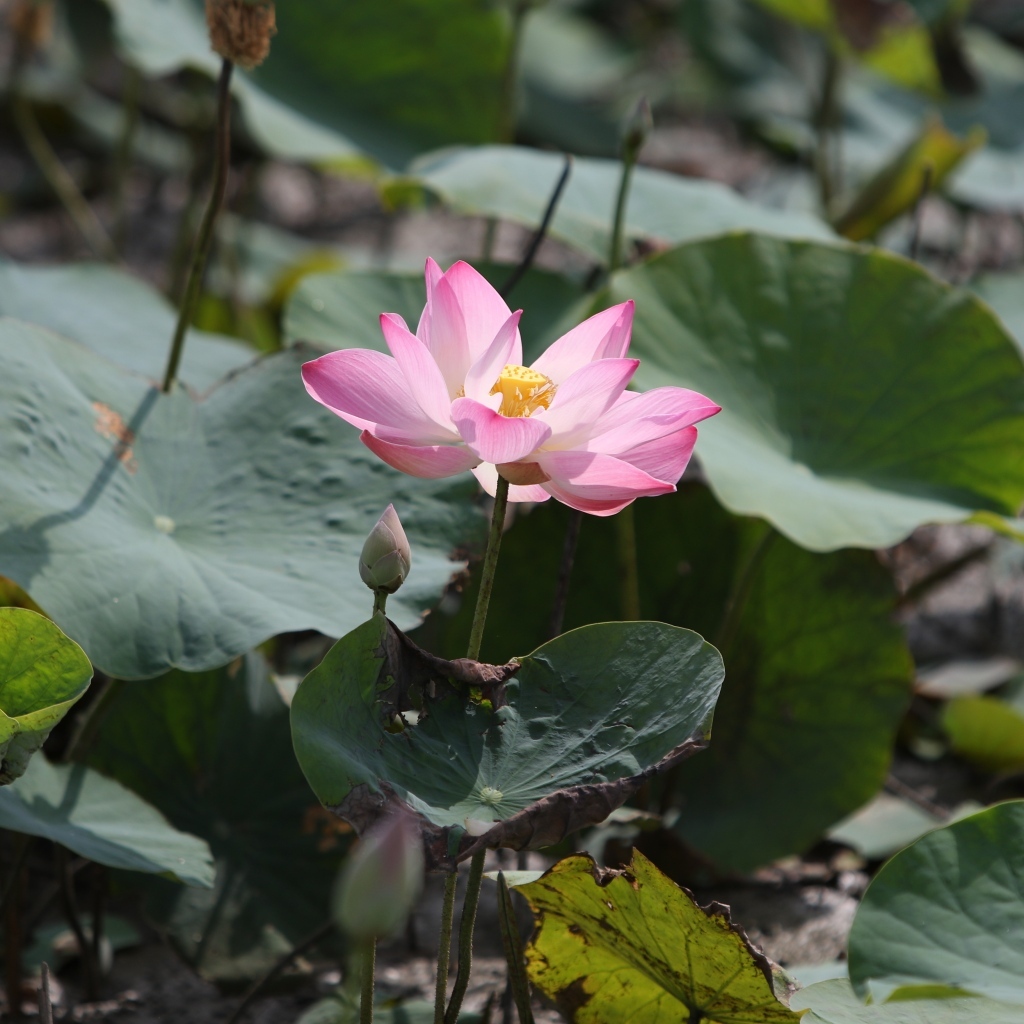 Экзотический цветок лотоса в воде крупным планом