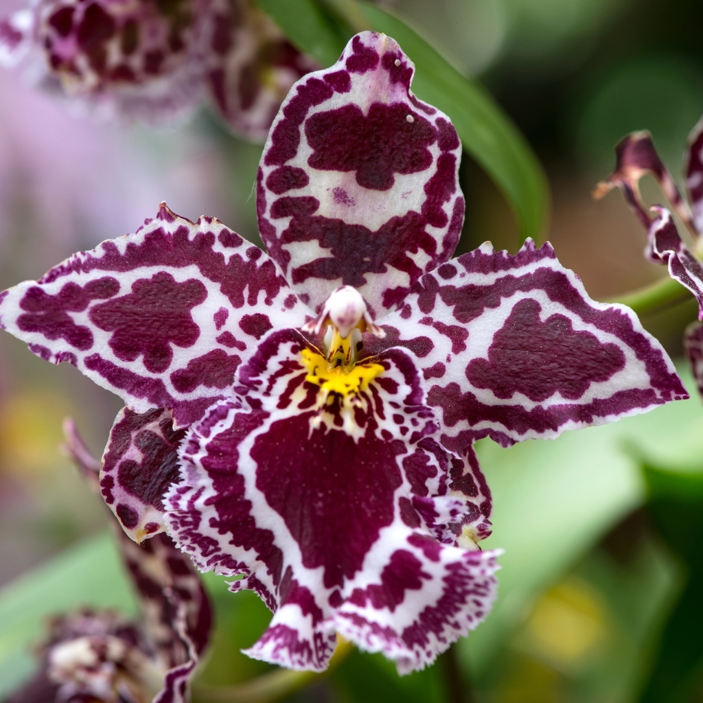 Экзотическая пятнистая орхидея крупным планом