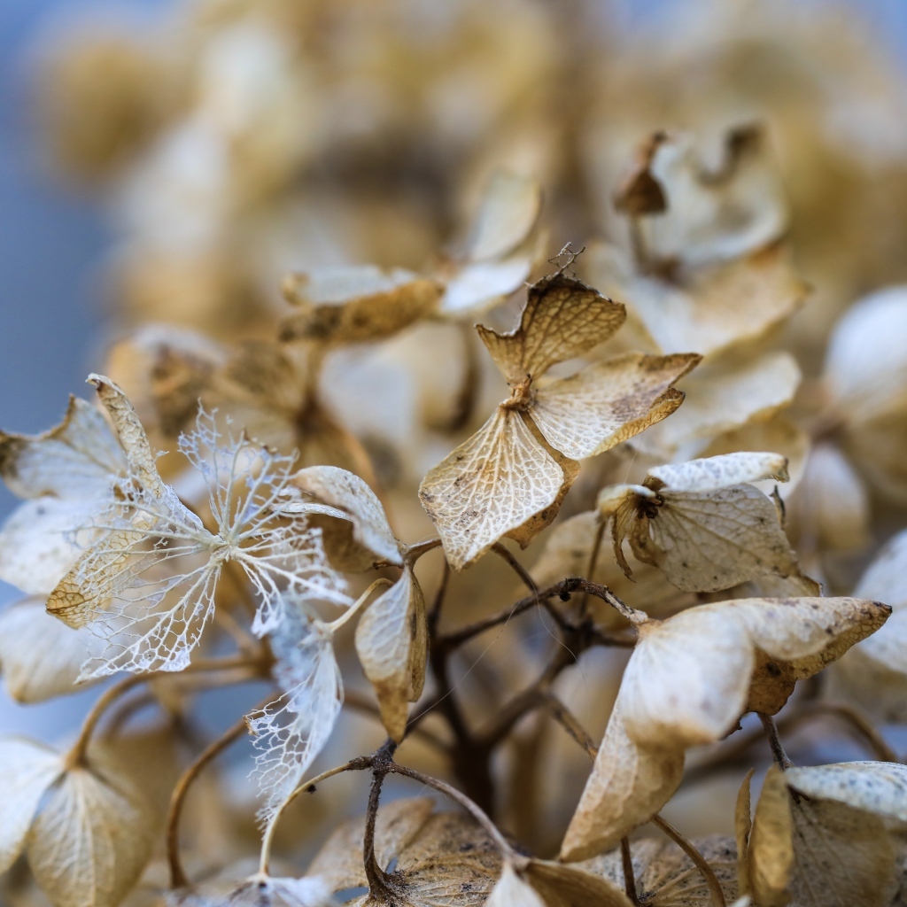 Отцветшие цветы гортензии крупным планом