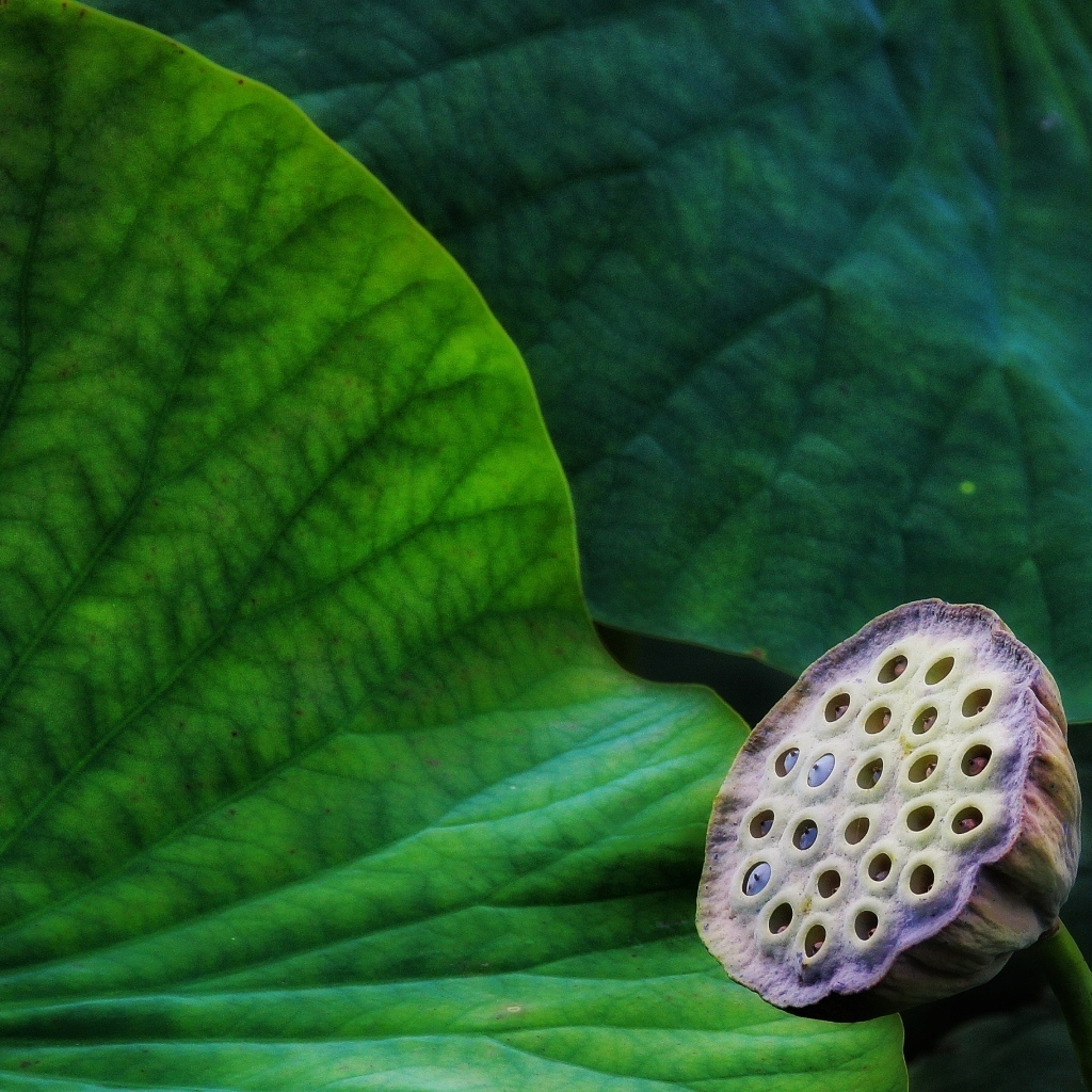 Отцветший цветок лотоса с зелеными листьями