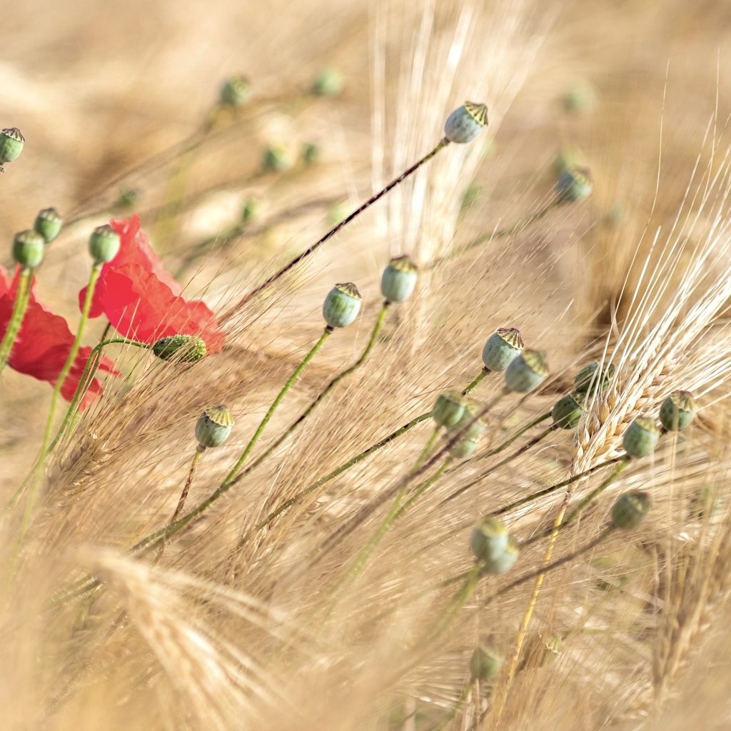 Отцветший  мак в колосьях пшеницы