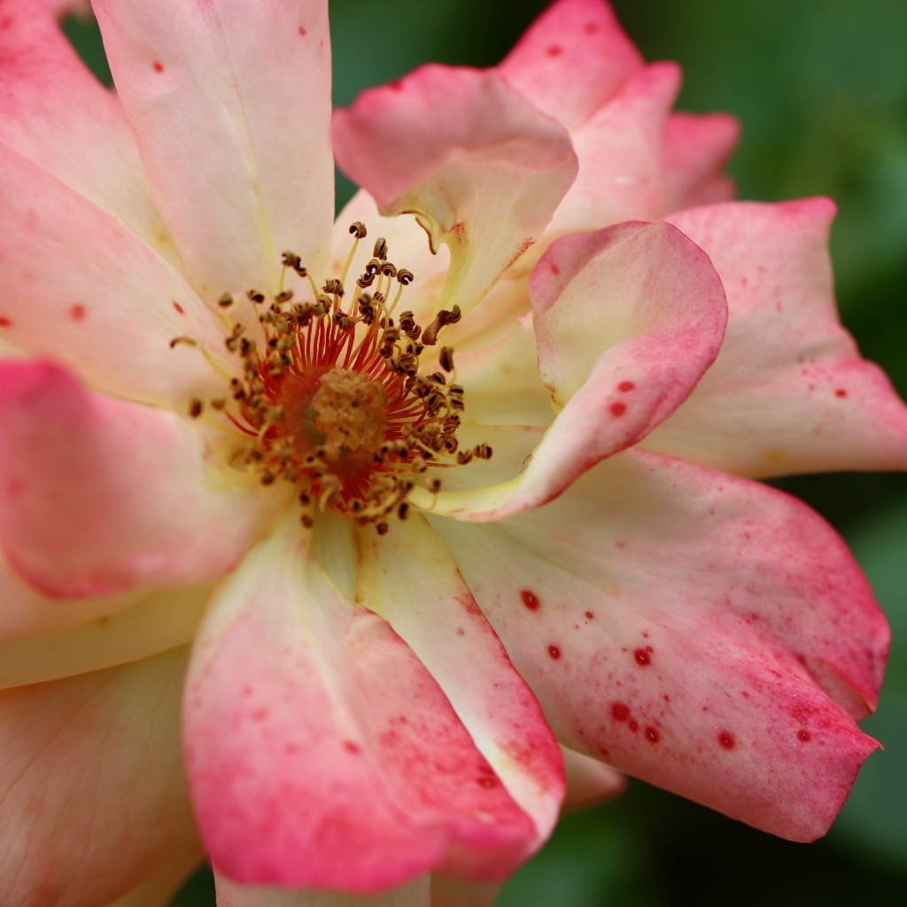 Отцветающая роза на клумбе крупным планом