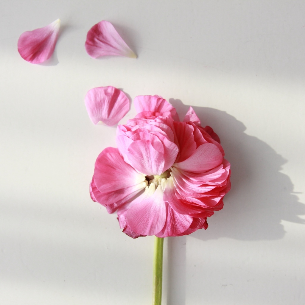 Опавший розовый цветок лютика на сером фоне