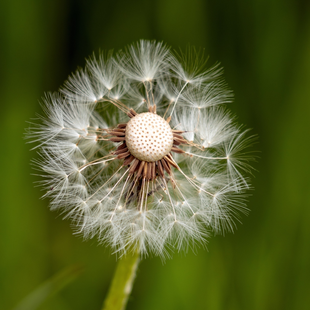 Опавший белый одуванчик