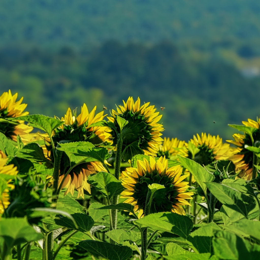 Поле цветущих подсолнухов в лучах солнца