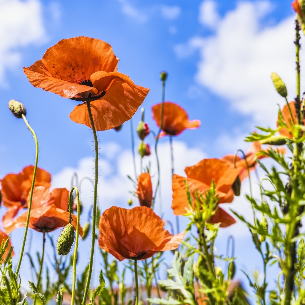 Поле красных маков в лучах солнца летом
