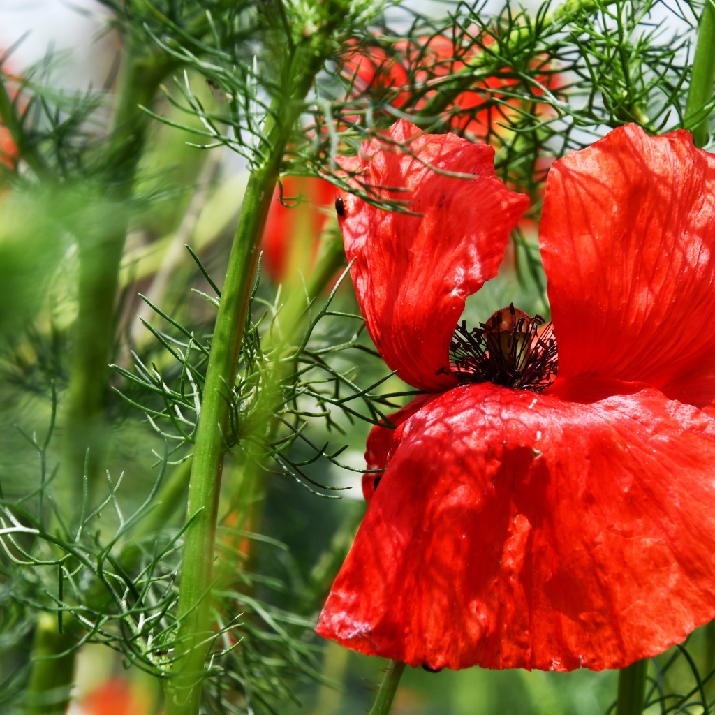 Полевой мак с красными лепестками в зеленых листьях