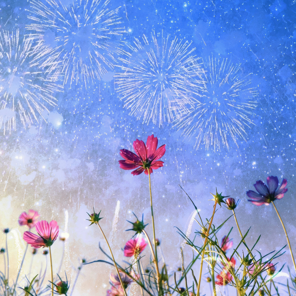 Салют в небе над цветами космеи