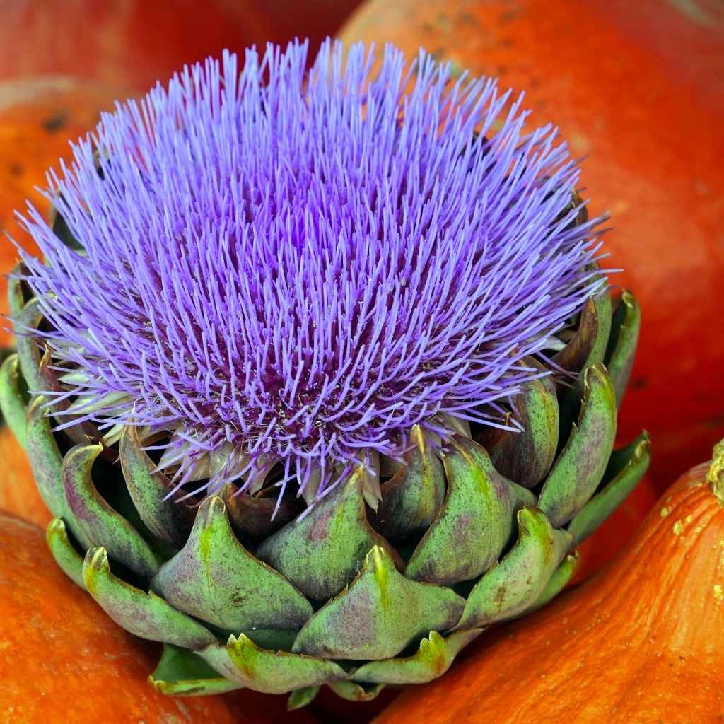 Цветущий артишок и тыква крупным планом
