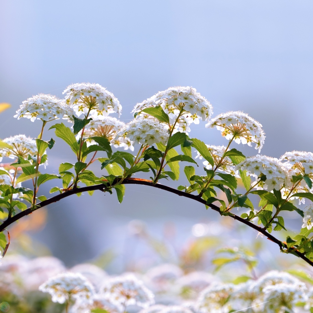 Цветущие ветки дерева весной на фоне неба