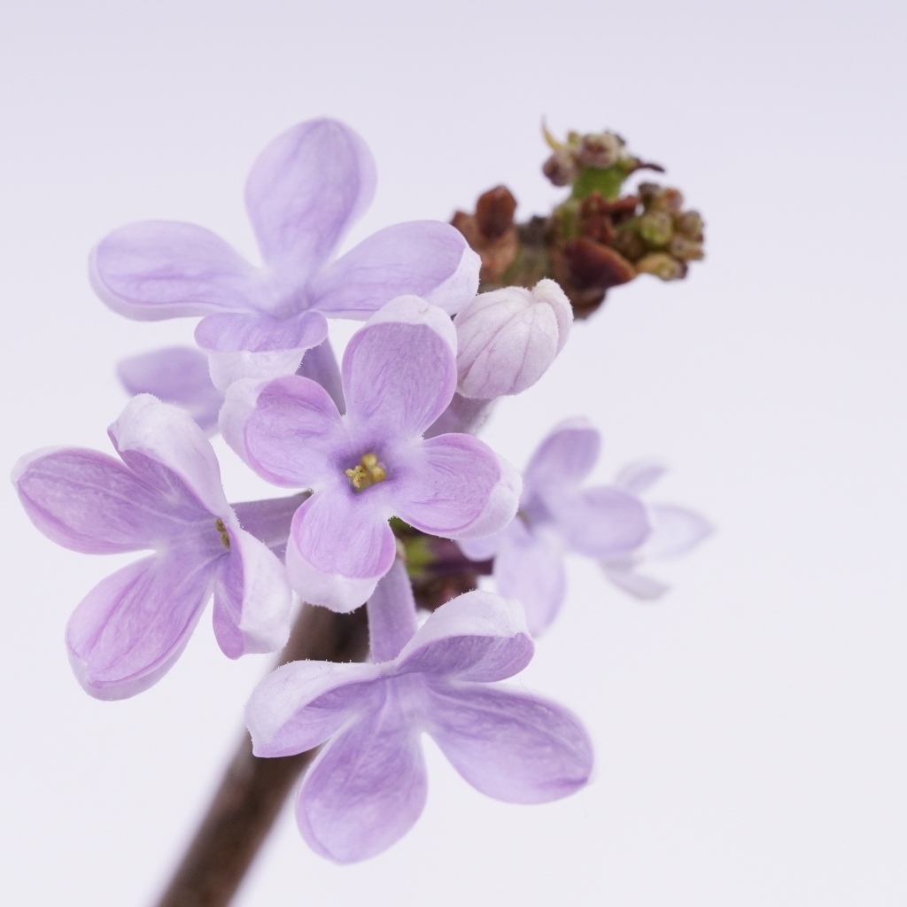 Ароматные распускающиеся цветы сирени на сером фоне