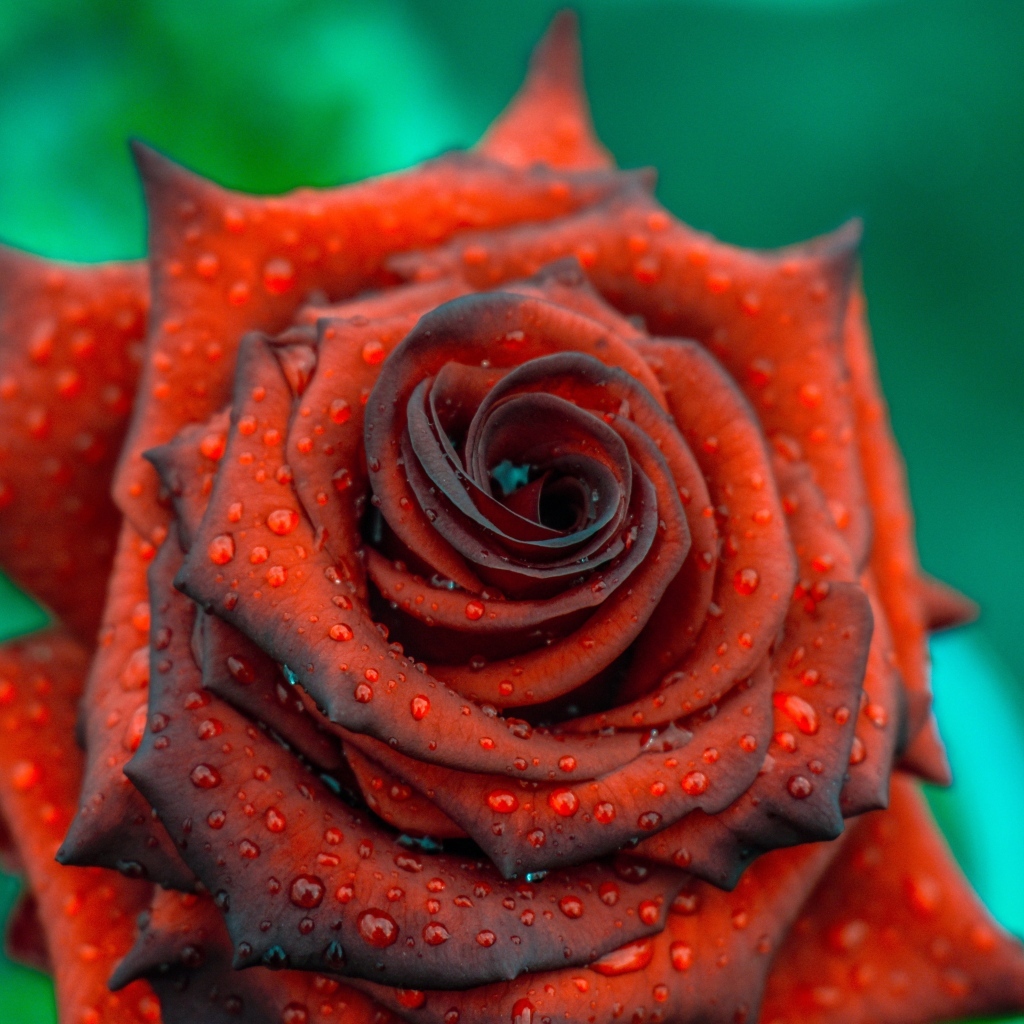 Ароматная бордовая роза в каплях росы