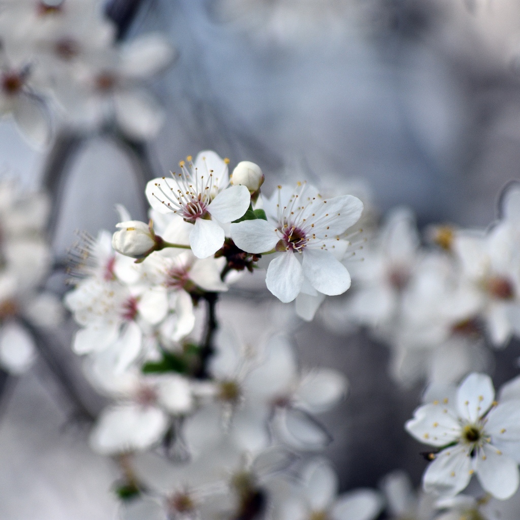 Ароматные цветы вишни на ветках 