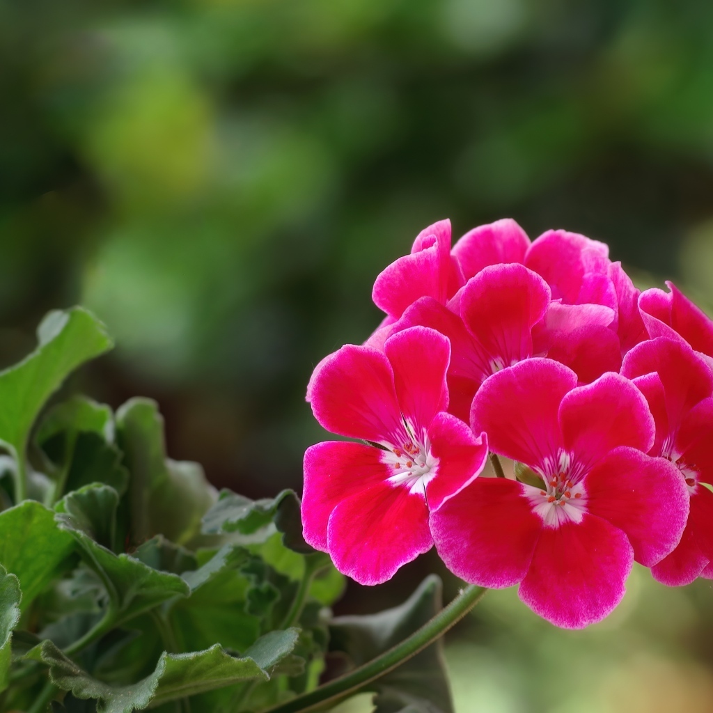 Ароматный цветок розовой герани