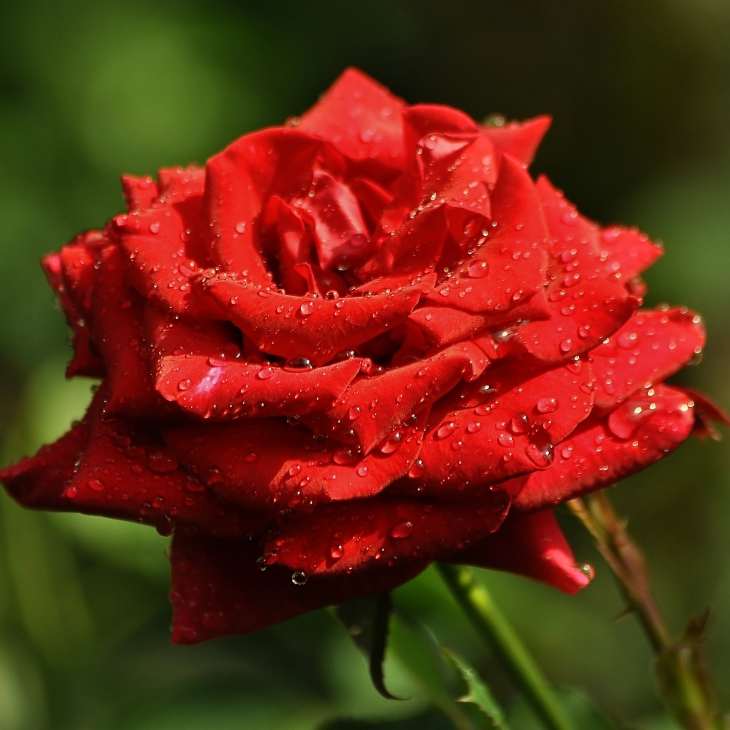 Ароматная красная роза в саду под дождем