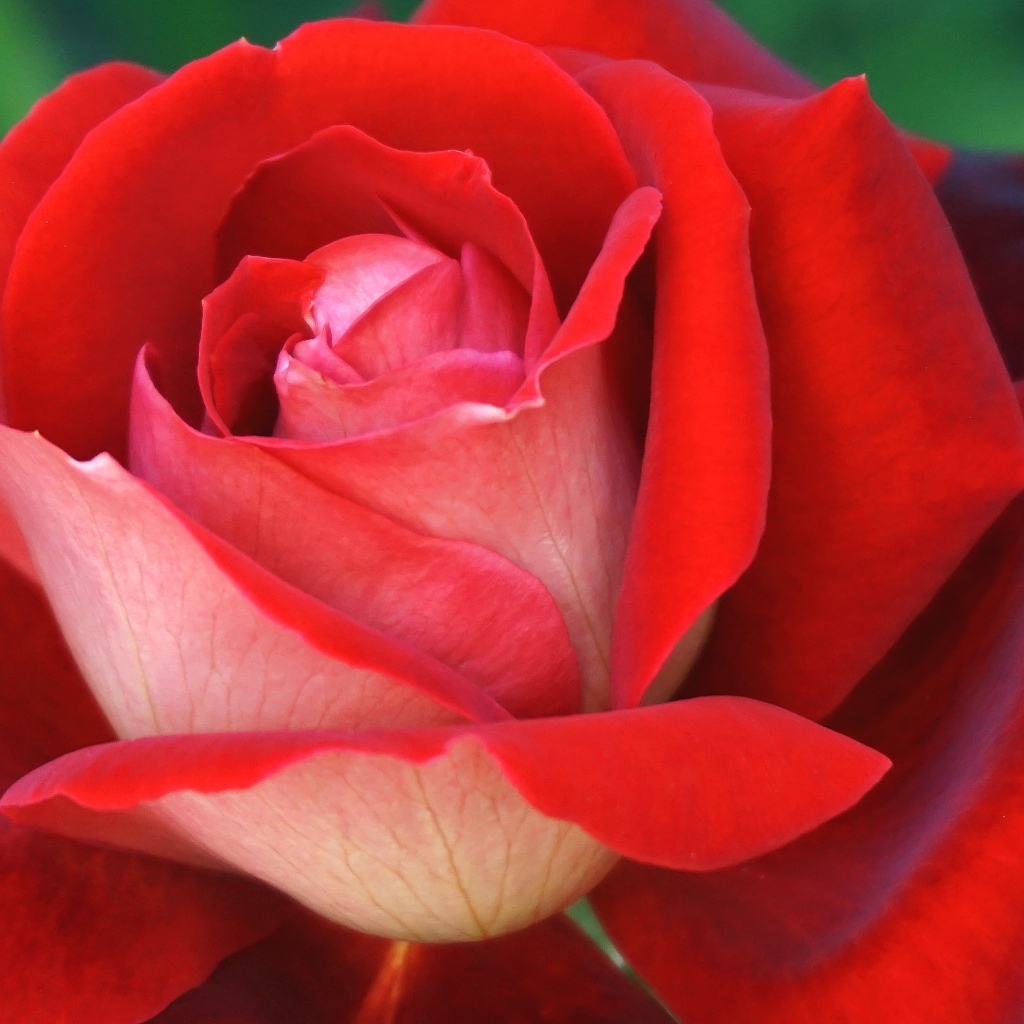 Ароматная красная чайная роза крупным планом