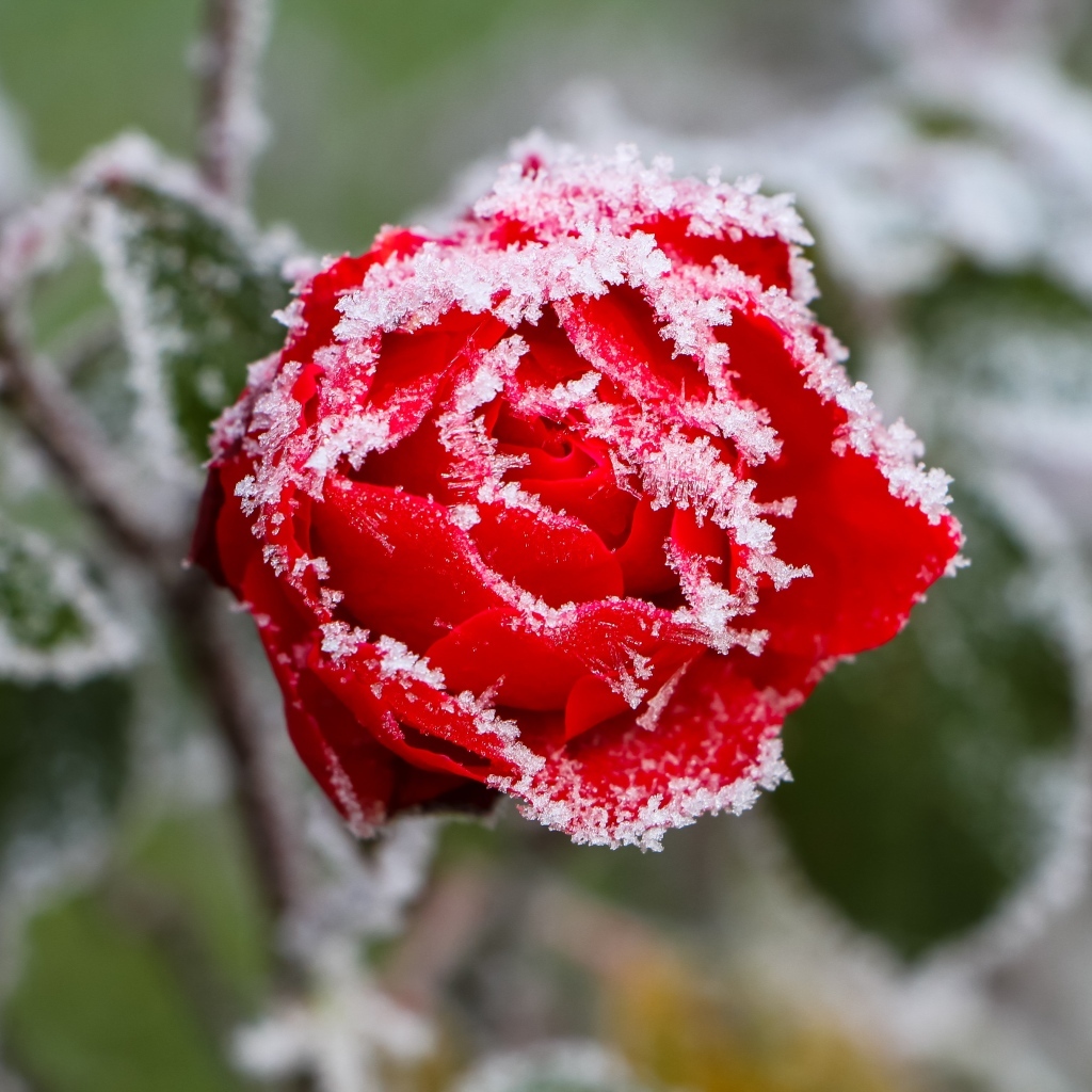 Покрытая холодным инеем красная роза