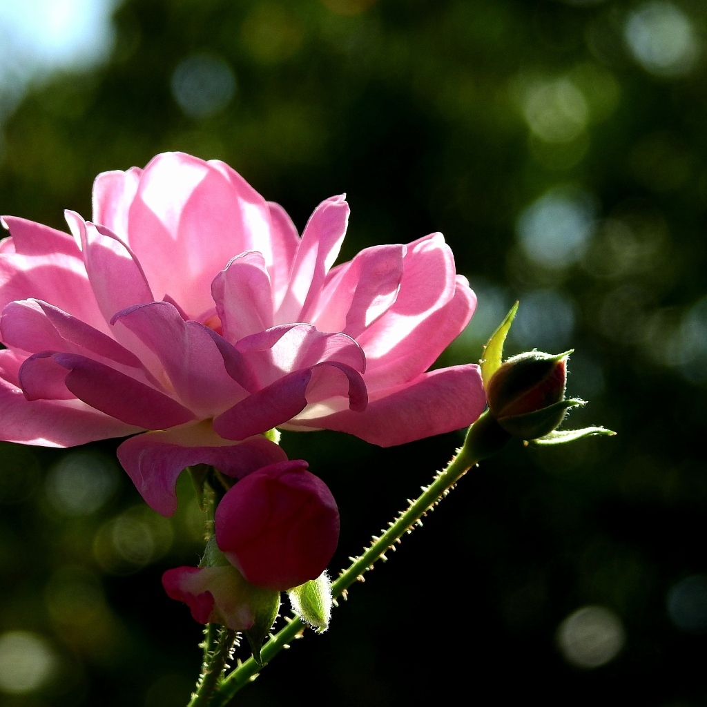 Садовая розовая роза в лучах солнца