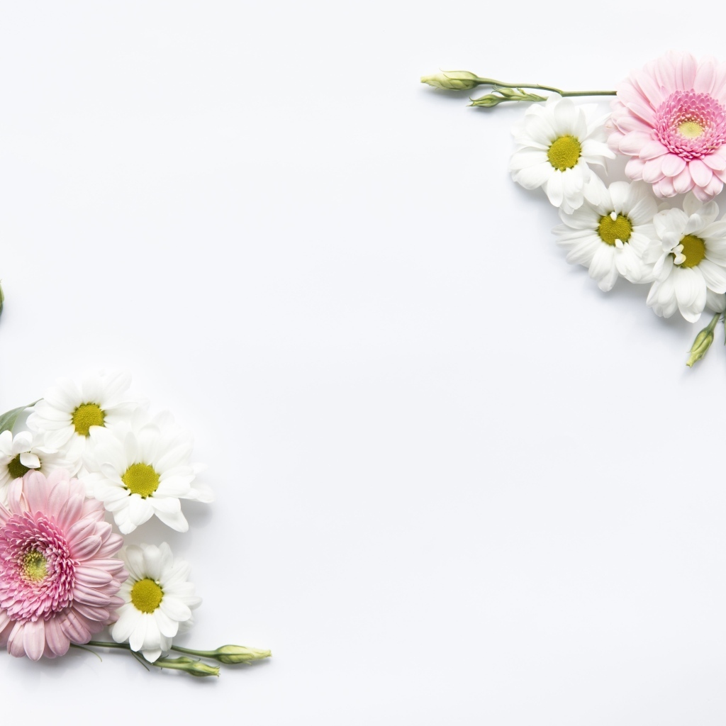 Цветы герберы и хризантемы на белом фоне