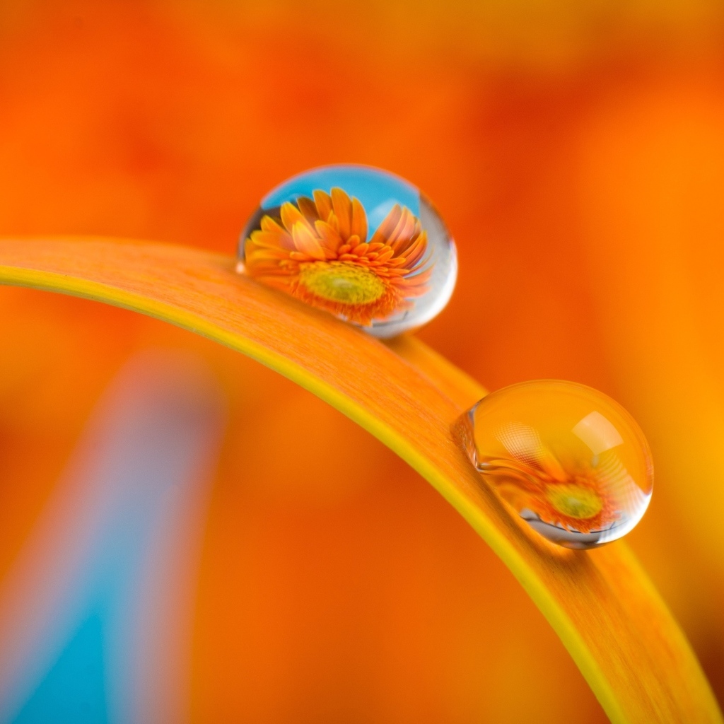 Цветы герберы в каплях роса на листке 