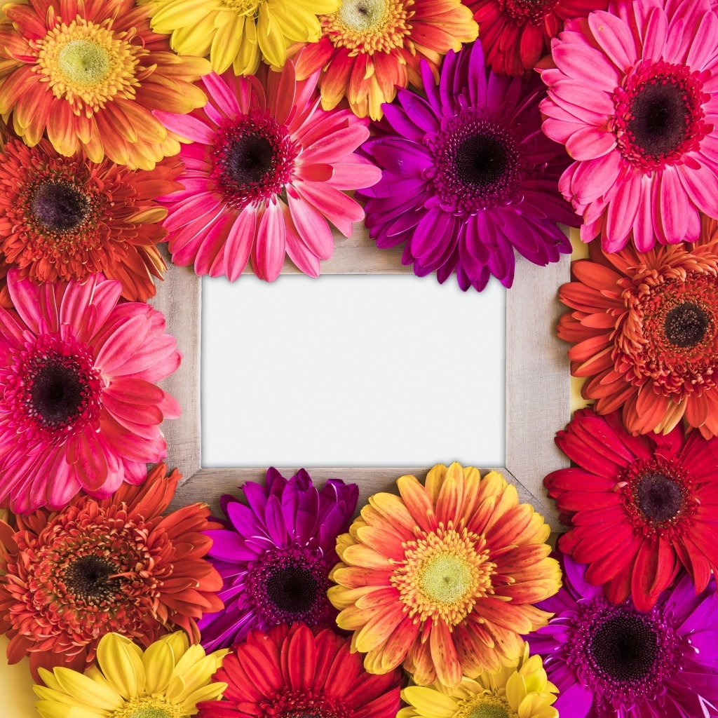 Цветы герберы с белым листом бумаги