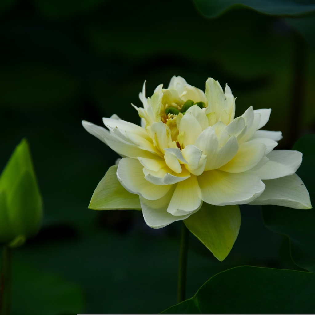 Золотой лотос с бутоном крупным планом